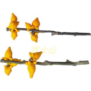 黄金果鲜花长柄插瓶新居进住居家摆放五代同堂果盆栽盆景直接干放