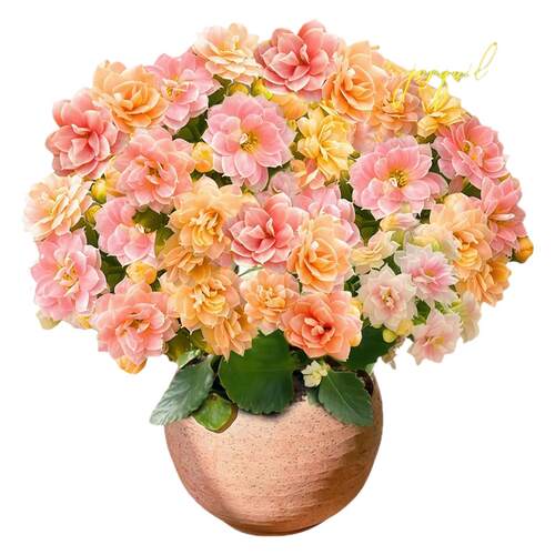 长寿花盆栽四季好养开花重瓣变色龙大花带花苞花苗室内花卉绿植物