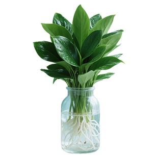 水培大叶金钻绿植绿公主盆栽带花苞室内纯水养植物办公室桌面花卉