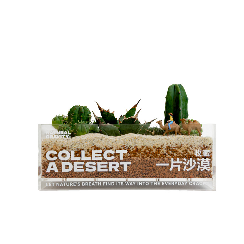 一片沙漠龙舌兰仙人掌桌面植物