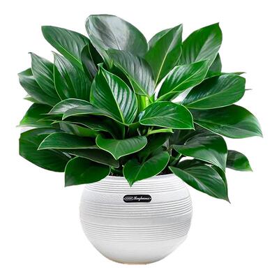 大盆金钻盆栽绿萝水培植物吸办公室内发财树绿植多肉大叶植物甲醛