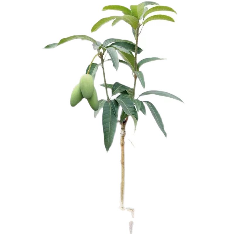 嫁接金煌芒四季红贵妃芒果果树苗