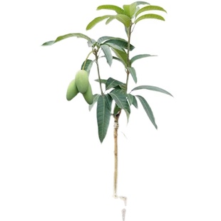 广东芒果树嫁接特大金煌芒四季红贵妃芒果树当年结果盆栽地栽