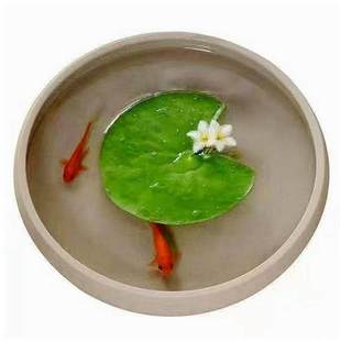 一叶莲碗莲水培植物室内四季常青花卉多年生净化水质除水莲花