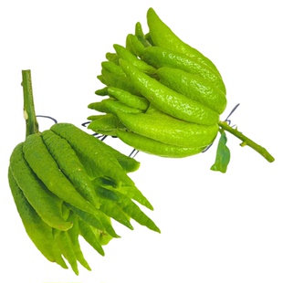 云南佛手柑鲜果新鲜现摘观赏果天然香薰闻香清供摆件招财可食用果