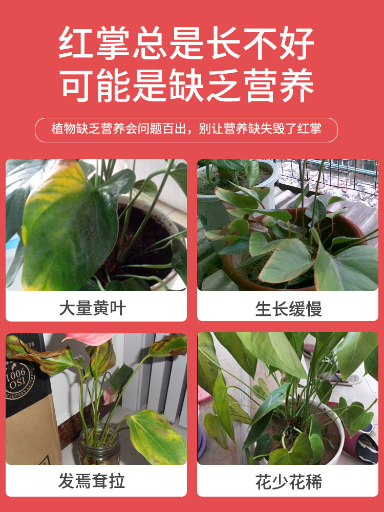 红掌专用肥料白掌一帆风顺红掌专用营养液水培盆栽粉掌火鹤花肥