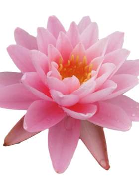 睡莲水培植物四季水养耐寒水莲花