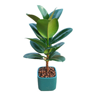 绿色黑金刚橡皮树花叶子苗老桩盆栽绿植植物室内易活四季客厅花卉