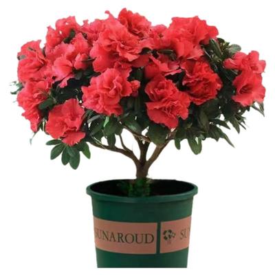 【带花苞原土】杜鹃花苗盆栽