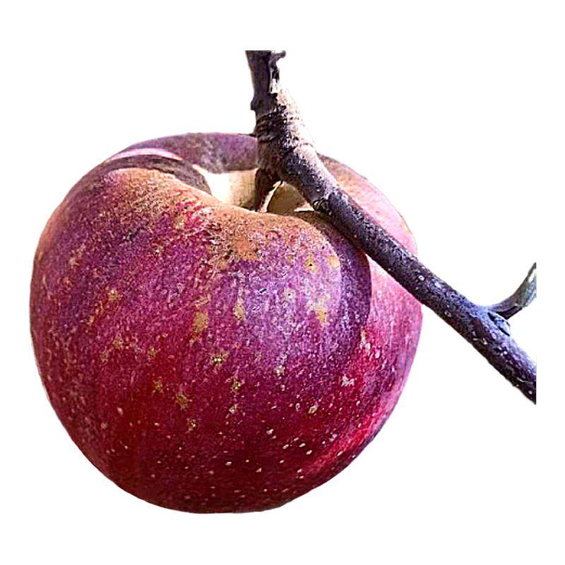 2025年头茬昭通冰糖心丑苹果产地直发5斤昭通苹果红富士新鲜水果