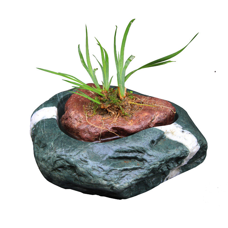 附石菖蒲草龙根庭院虎须假山观叶桌面绿植