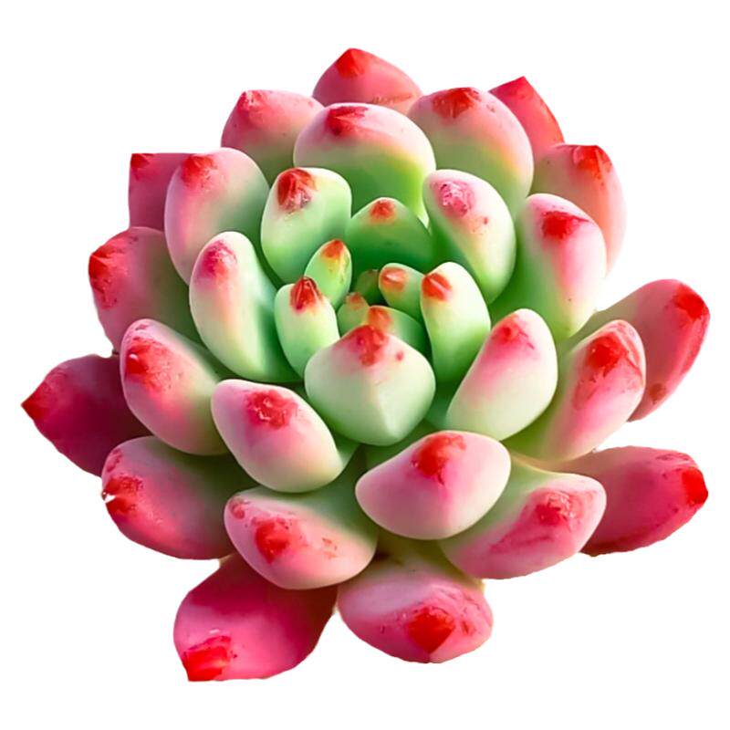 蓝苹果多肉植物肉肉群生名贵货老桩室内盆栽花卉绿植大颗新手好养