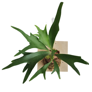 植物幻想鹿角蕨网红北欧风四季上墙室内花卉好养盆栽办公室挂板