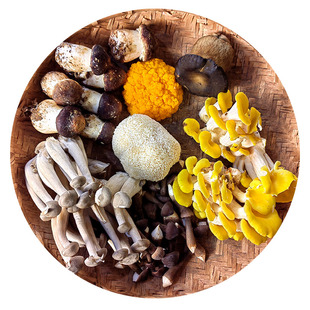 云南新鲜菌菇组合1斤煲汤 打边炉 菌火锅 炖汤鲜蘑菇野生菌牛肝菌