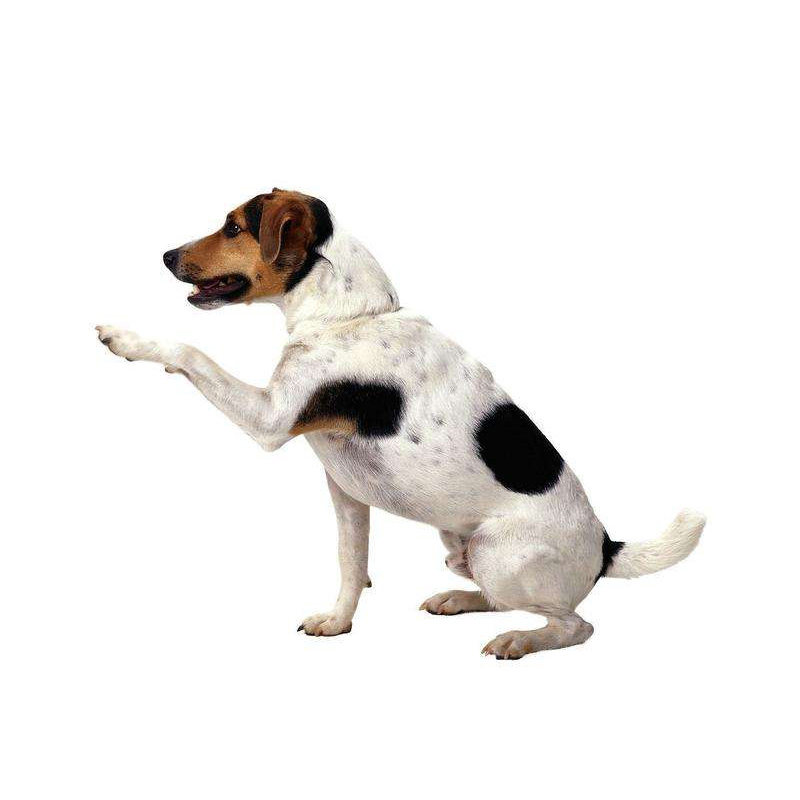 巨小萌训犬宠物训练师一对一在线远程指导训狗定点上厕所攻击狗叫
