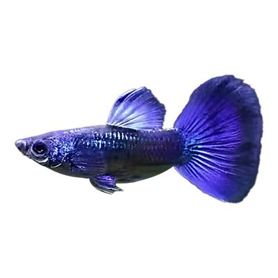 精品冰蓝孔雀鱼好养耐活鱼孕母临产小型热带胎生鱼苗观赏鱼凤尾鱼