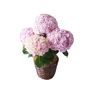 佳澄大花绣球花苗阳台庭院观花花卉多季开花紫阳花八仙花绣球花