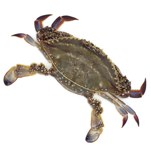 【保鲜不保活】大连梭子蟹 3-8两/只 螃蟹吃肉海蟹飞蟹公蟹