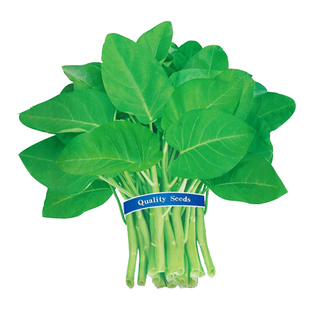 大叶空心菜种籽柳叶蕹菜种子通心菜四季阳台蔬菜孑苗带根水培盆栽