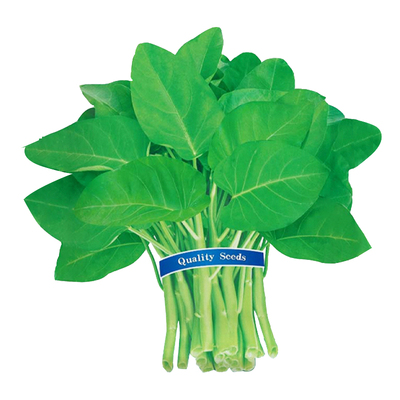 大叶空心菜种籽四季阳台蔬菜