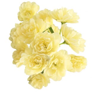 黄木香花爬藤四季盆栽甜蜜红木香花大苗盆栽树苗室内浓香庭院花卉