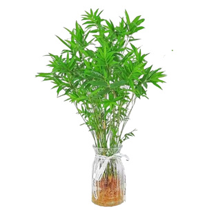 水培米竹盆栽室内水养植物观音竹富贵竹南天竹四季懒人绿植好养活