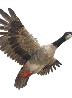 大雁南飞橱窗生态园拍摄羽毛摆件