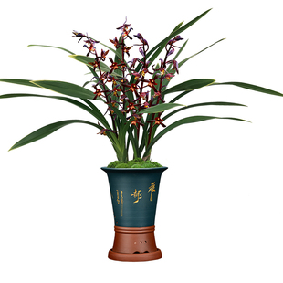 墨兰兰花苗紫心墨浓香型花卉金边兰花盆栽现带花苞绿植物净化空气