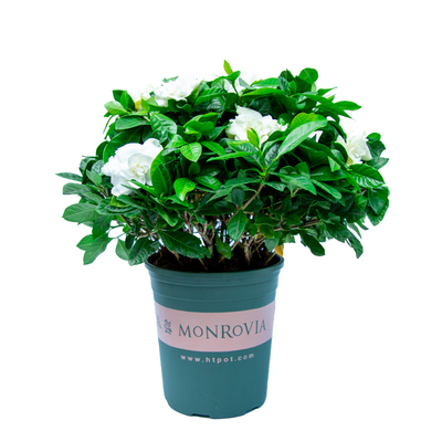 重瓣栀子花盆栽阳台室外开花