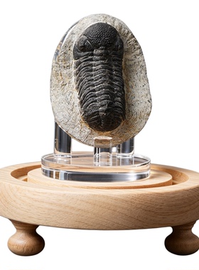 三叶虫化石科普展示摆件