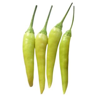 玉脂小米辣辣椒种子 早熟抗病野山椒泡椒朝天椒蔬菜籽 耐高温耐湿