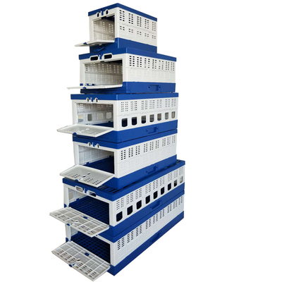 领航训放笼报道塑料折叠信鸽