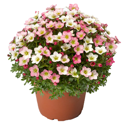 海蒂花园虎耳草草本花卉阳台小花