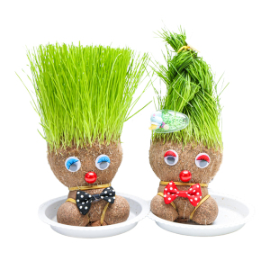 草头长草娃娃头上长草儿童种植小盆栽种草绿植观察植物生长幼儿园