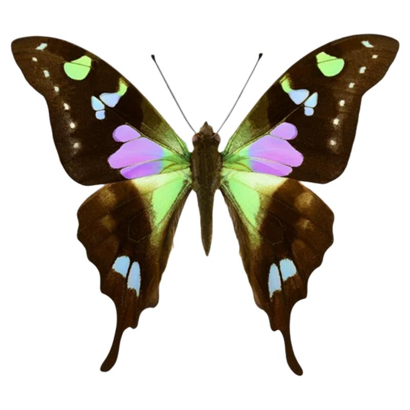 真蝴蝶标本未展翅玫瑰青凤蝶Graphium weiskei三角袋包装A1/A-