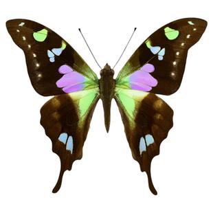 真蝴蝶标本未展翅玫瑰青凤蝶Graphium weiskei三角袋包装A1/A-