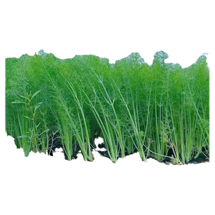 茴香菜种籽大全四季蔬菜种子孑苗高产室内外阳台盆栽割茬小茴香菜