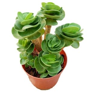 老桩群生多头金钱木多肉植物盆栽摇钱树绿植办公桌阳台肉肉防辐射