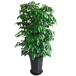 绿宝幸福树盆栽 大型绿植客厅花卉办公室内绿化植物 上海送货上门