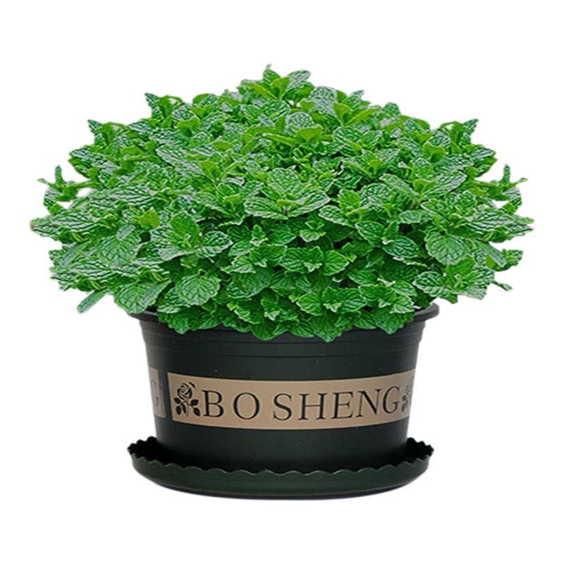 薄荷盆栽可食用水培植物绿植