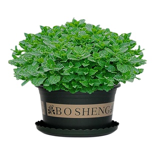 薄荷盆栽可食用水培植物绿植盆栽室内四季好养驱蚊桌面植物小盆栽