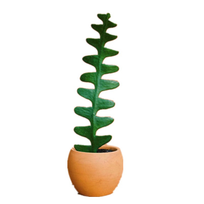 鱼骨令箭稀有品种多肉