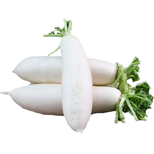 滇鲜生云南新鲜白萝卜新鲜蔬菜农家大白萝卜包邮到家脆嫩爽口