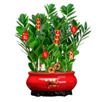 金钱树发财树客厅大盆栽室内大型绿植高级感旺宅招财乔迁新居摆件