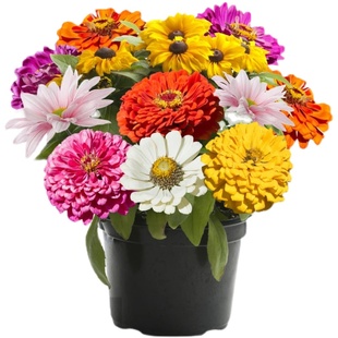 四季百日草花种子波斯菊庭院百日菊室外阳台花籽开花播种耐寒重瓣