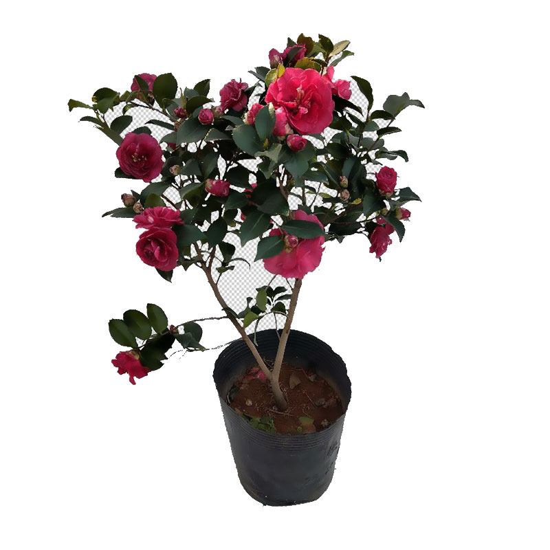 【耐寒好養(yǎng)】茶梅盆栽茶梅花卉苗茶梅球四季常青室外植物冬季開花