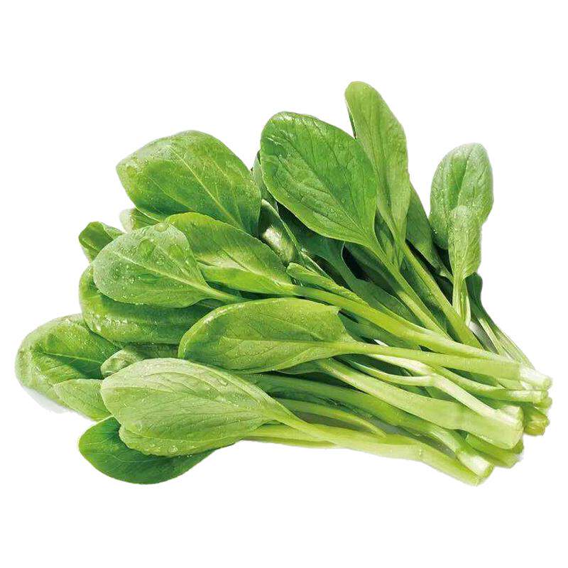 18天速生鸡毛菜种子四季小白菜青菜种籽新手易种阳台盆栽蔬莱籽孑