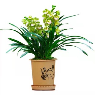 【T级香水香兰】高端年宵花卉室内绿植好养兰花苗盆栽现带花苞