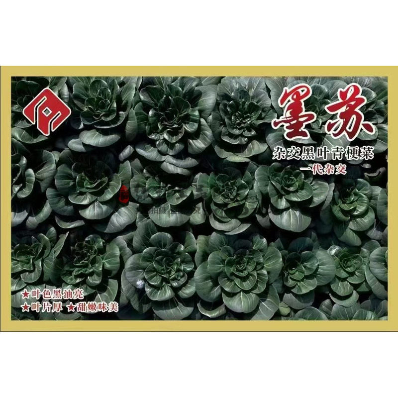 精选杂交黑叶青梗菜种子墨苏厚叶黑大头瓢儿白小白菜菜园蔬菜地种