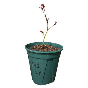 日本红枫枫树盆景原生小苗青姬 琴姬 青玄 红千鸟 泰勒 流泉 蝴蝶